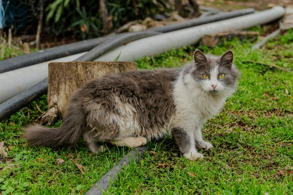 Quelles sont les meilleures pratiques pour prévenir les maladies cardiovasculaires ?